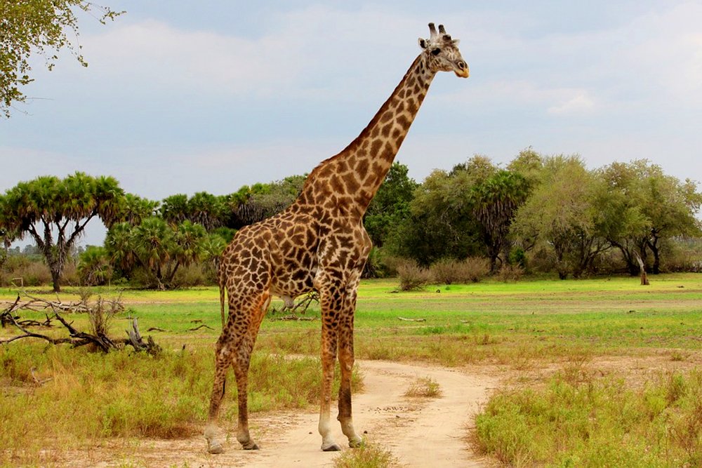 Giraffe Neck Adaptation: Evolutionary Marvel of the Savanna