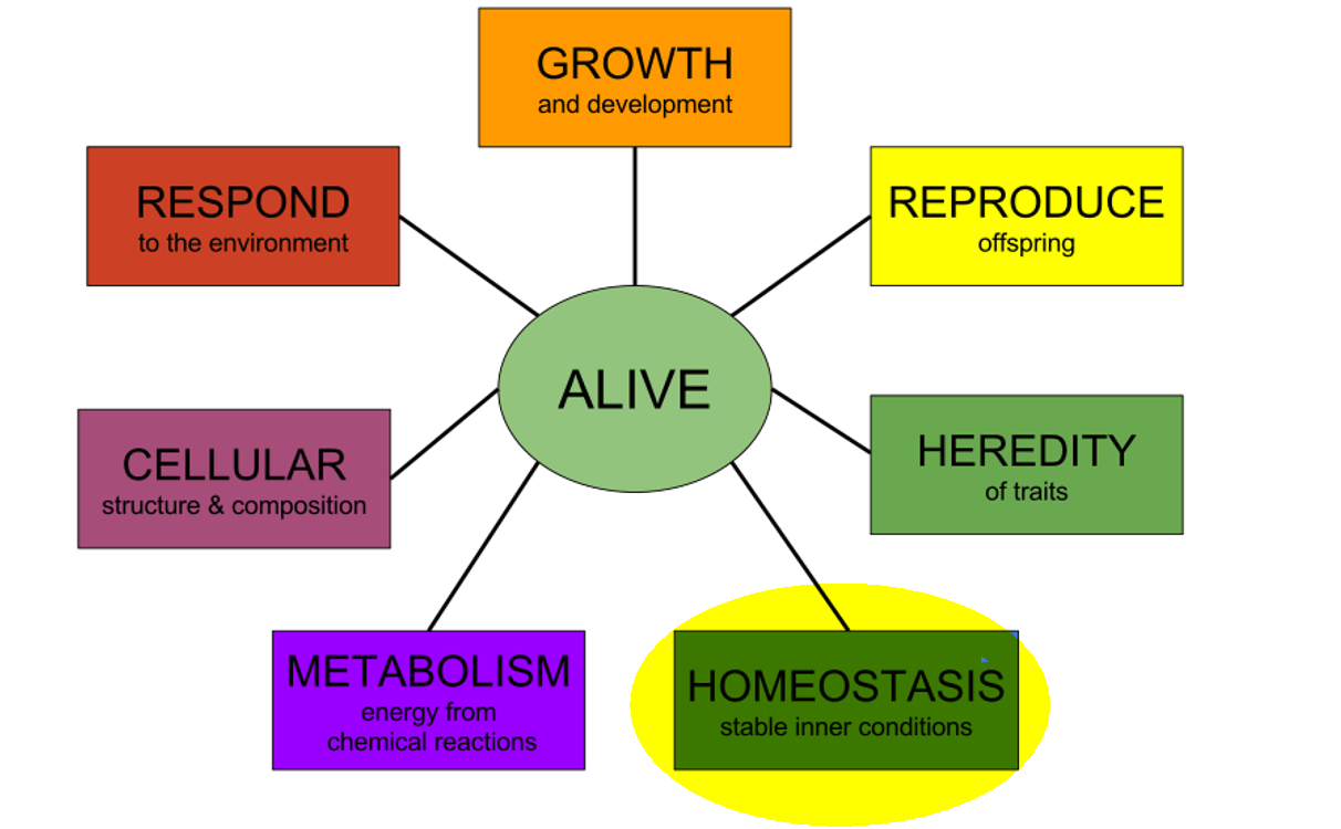 Homeostasis: The Remarkable Self-Regulating Mechanism in Animals