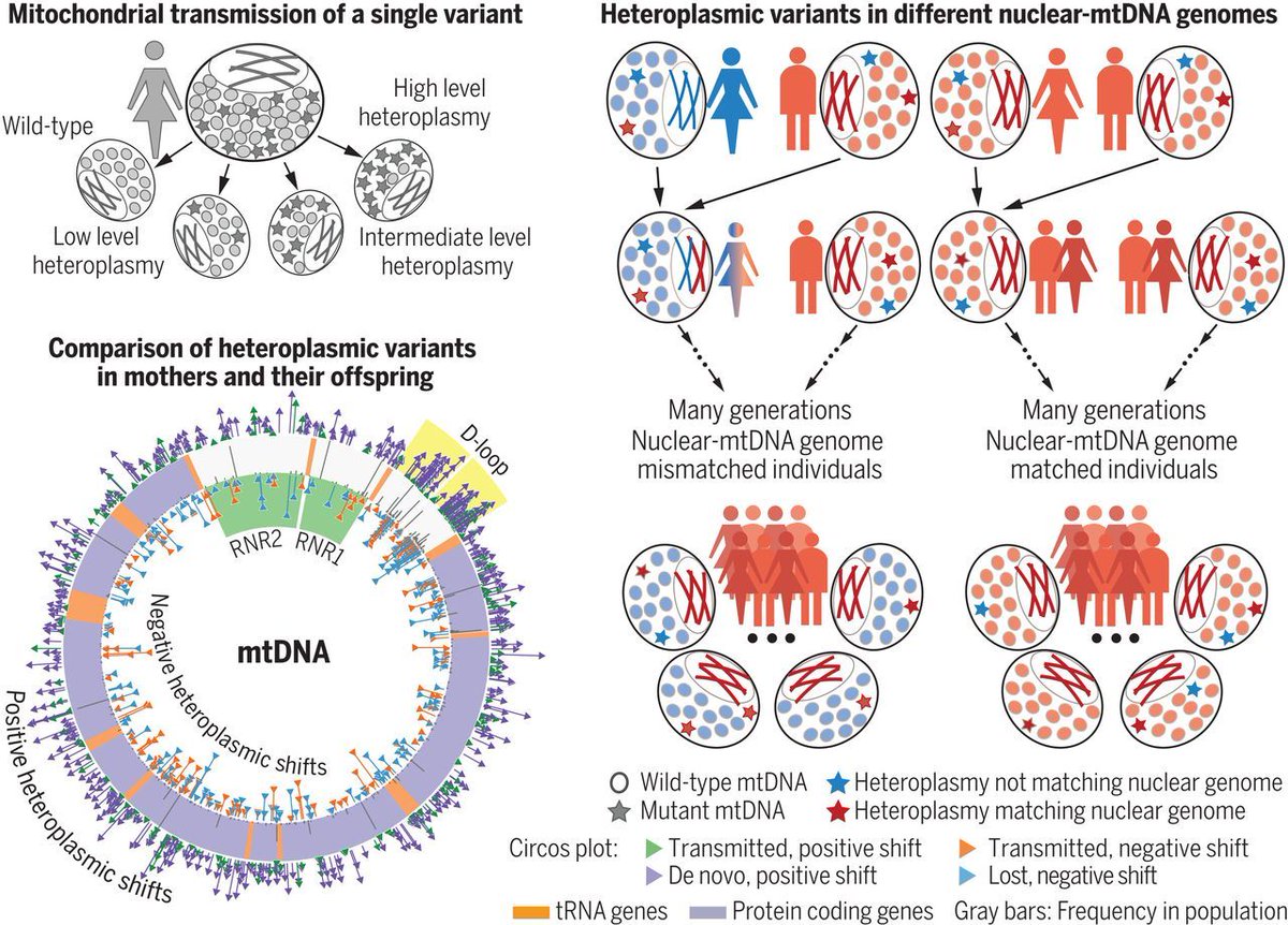 Mitochondrial DNA Typing: Advanced Forensic Applications and Limitations